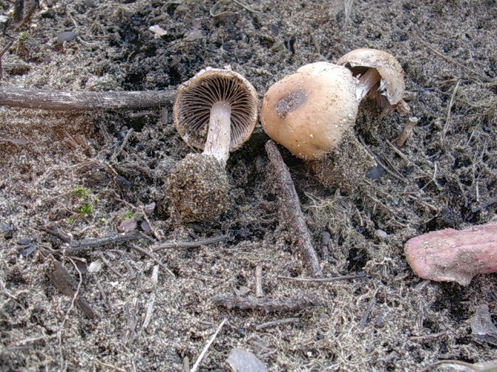 951 Marzo vecchio ritrovamento